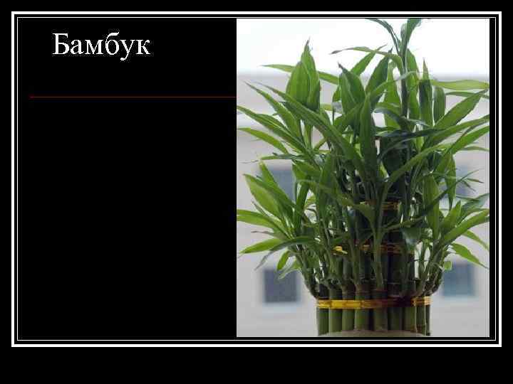 Бамбук 
