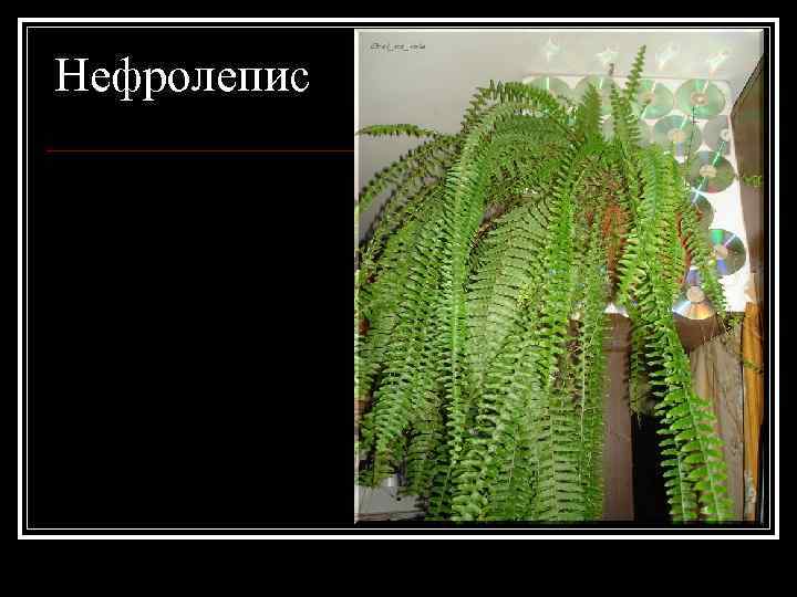 Нефролепис 