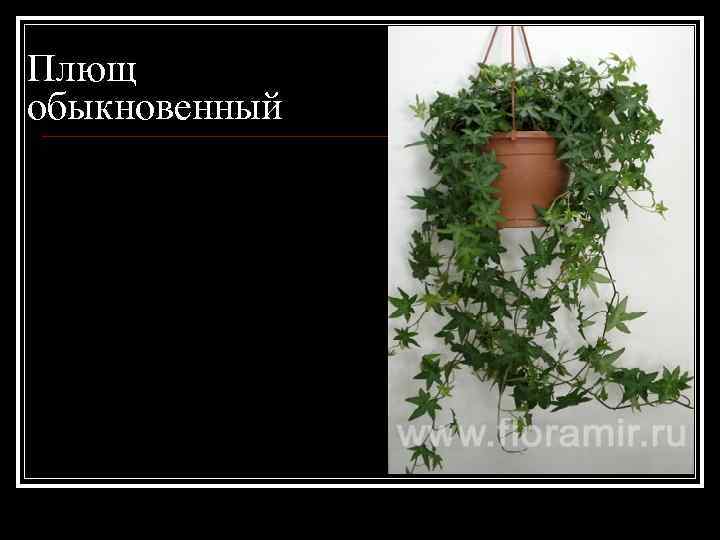 Плющ обыкновенный 