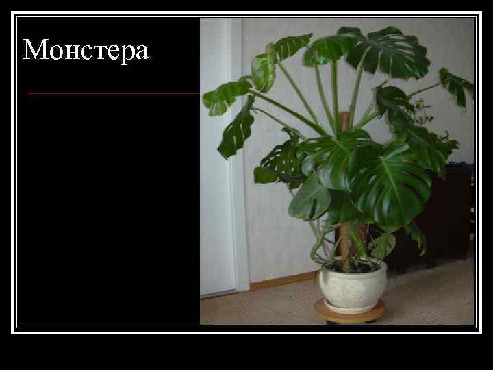 Монстера 