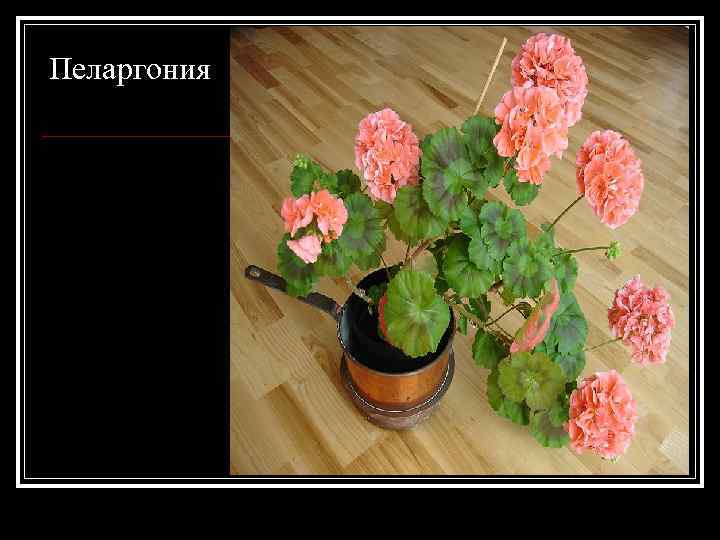 Пеларгония 