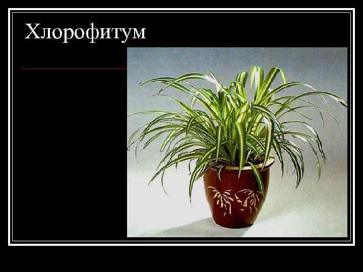 Хлорофитум 