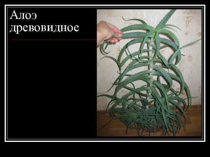 Алоэ древовидное 