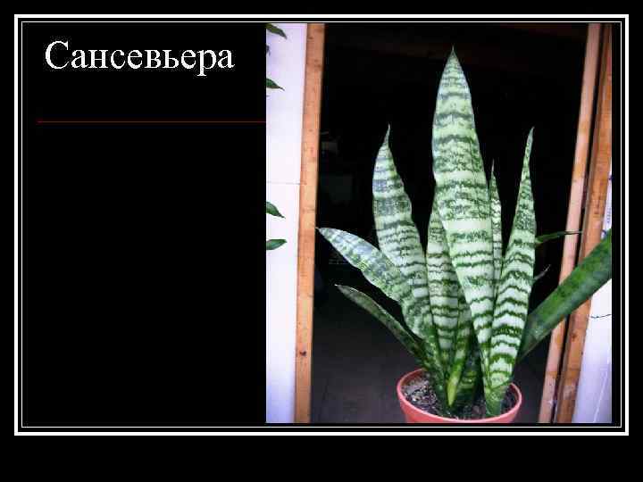 Сансевьера фото окружающий мир. Родина сансевьера окружающий мир 2 класс. Силуэт сансевьера окружающий мир. Сансевьера фото окружающий мир 2 класс.