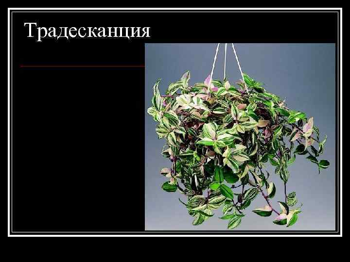 Традесканция 