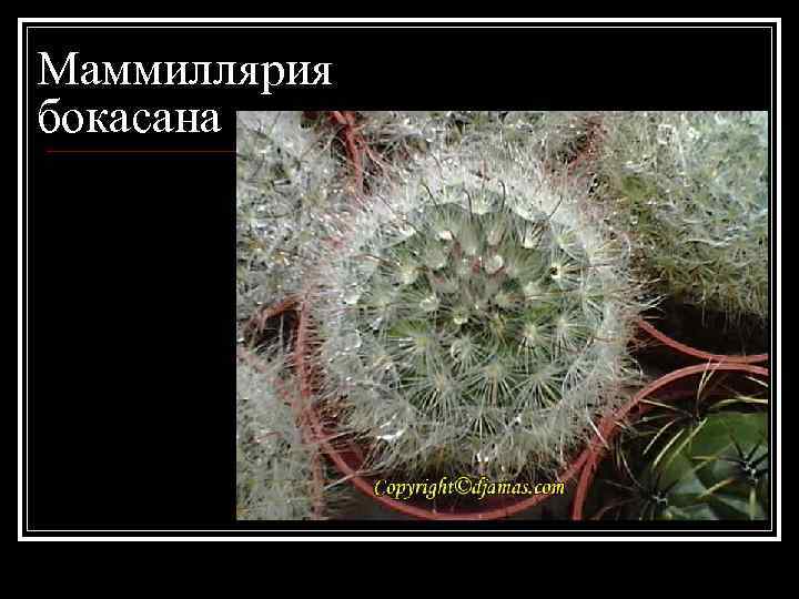 Маммиллярия бокасана 