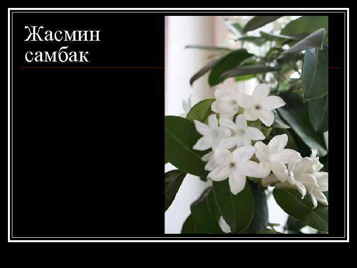 Жасмин самбак 