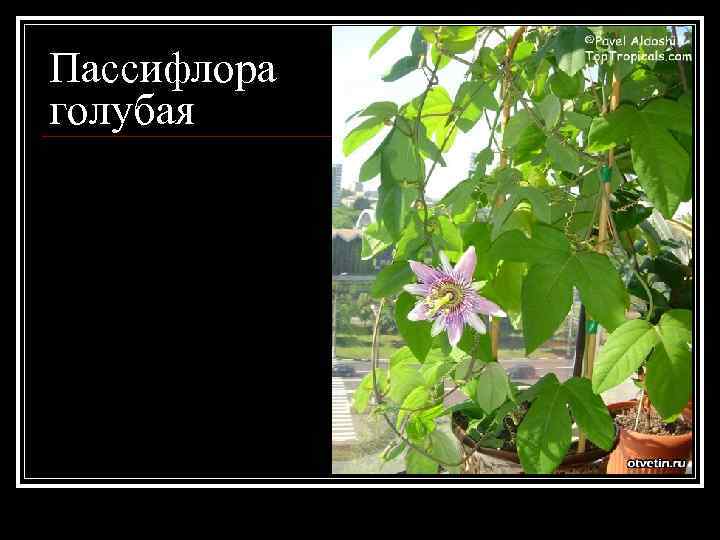 Пассифлора голубая 