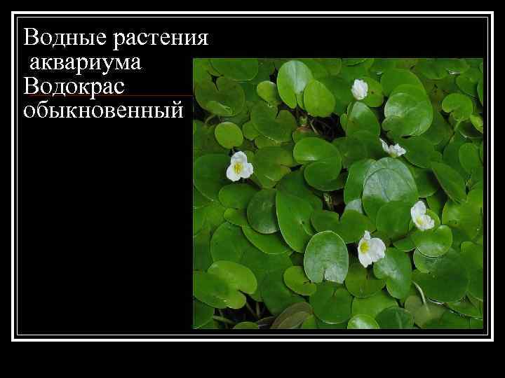 Водные растения аквариума Водокрас обыкновенный 