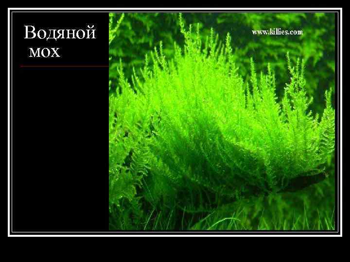 Водяной мох 