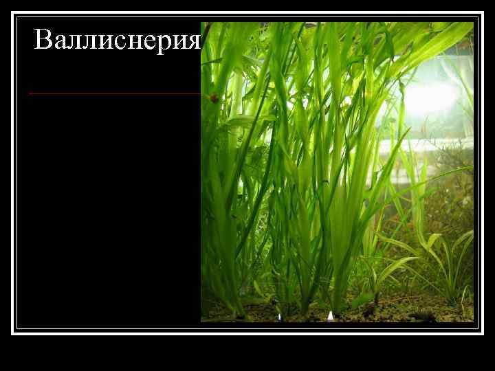 Валлиснерия 