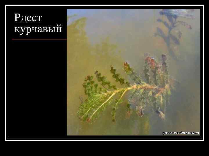 Рдест курчавый 