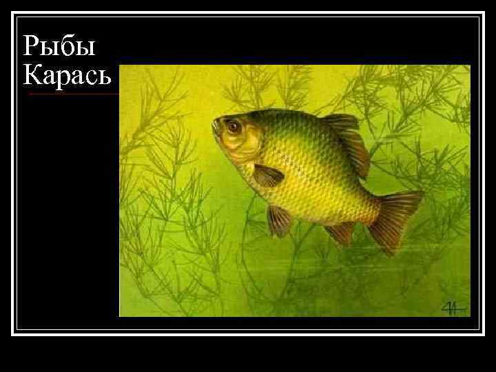 Рыбы Карась 