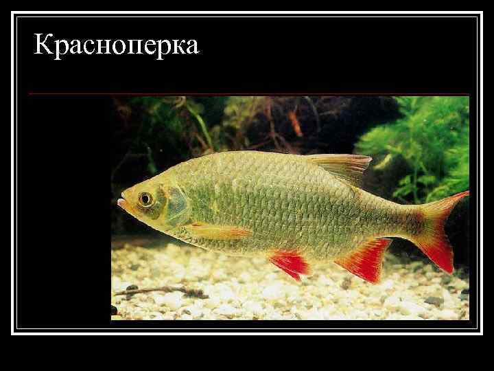 Красноперка 