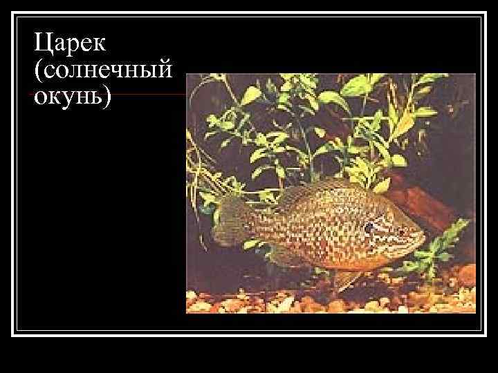 Царек (солнечный окунь) 