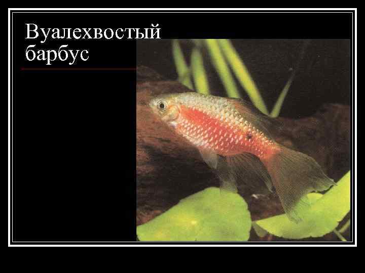 Вуалехвостый барбус 