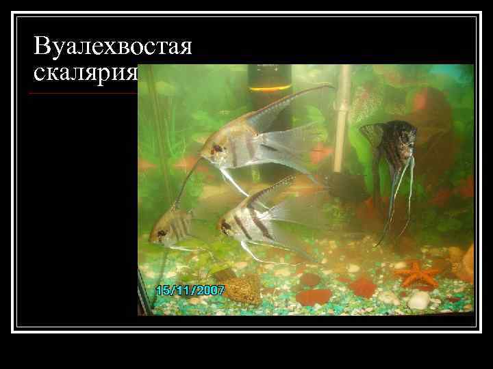 Вуалехвостая скалярия 