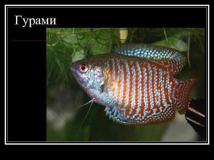 Гурами 