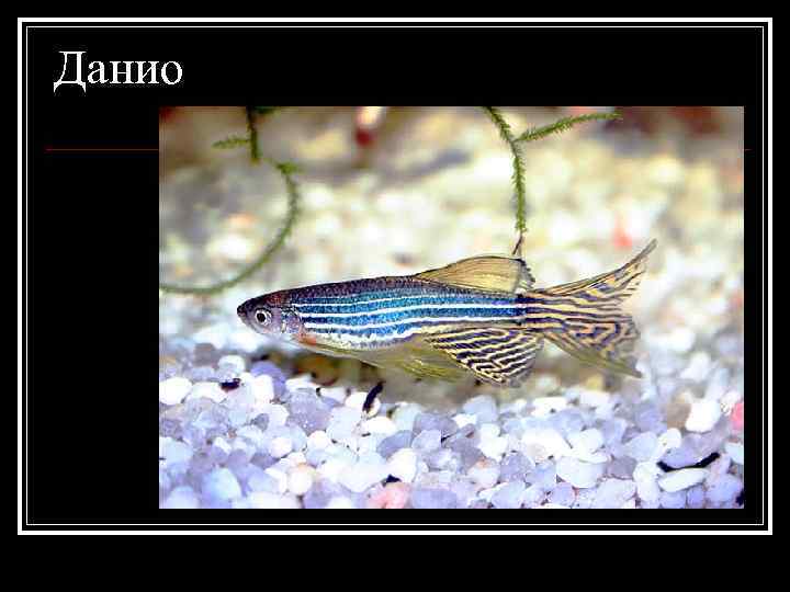 Данио 