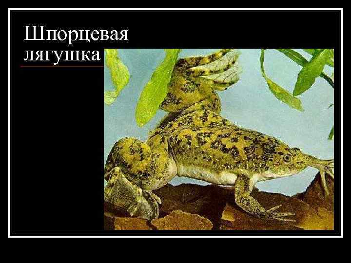 Шпорцевая лягушка 