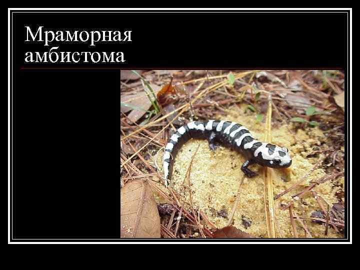Мраморная амбистома 