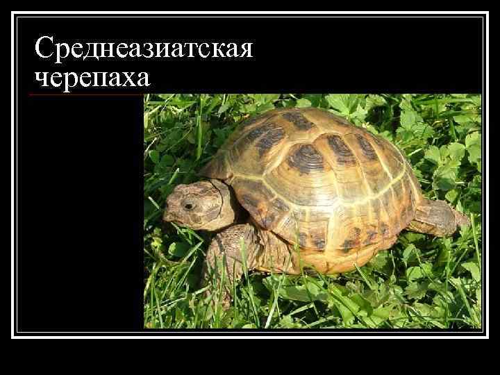 Среднеазиатская черепаха 