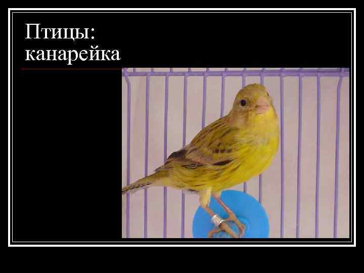 Птицы: канарейка 