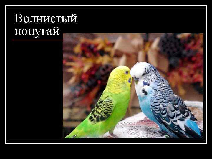 Волнистый попугай 