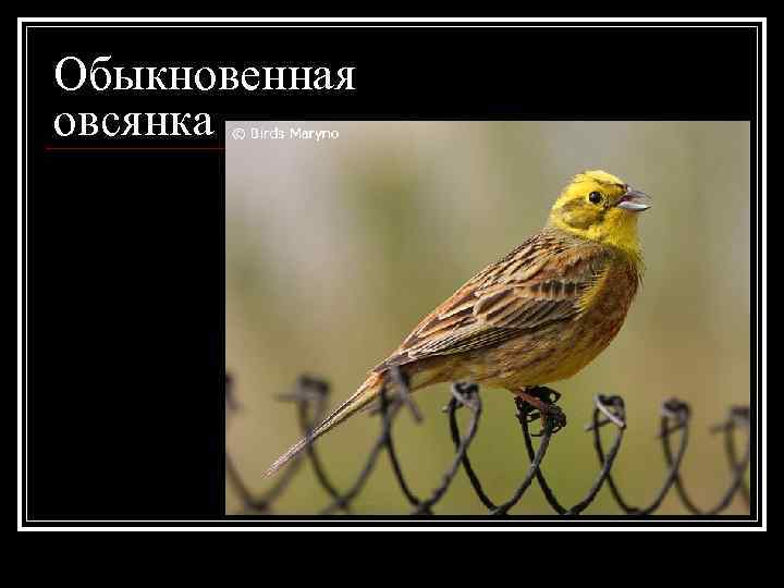 Обыкновенная овсянка 