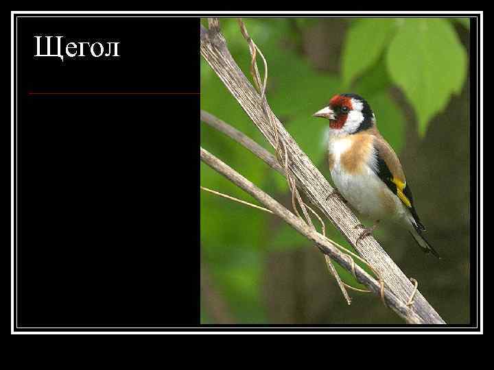 Щегол 