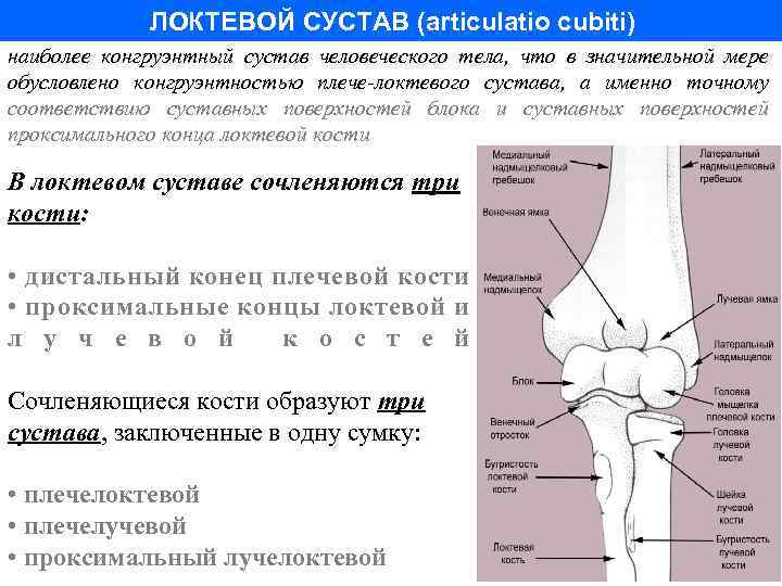 ЛОКТЕВОЙ СУСТАВ (articulatio cubiti) наиболее конгруэнтный сустав человеческого тела, что в значительной мере обусловлено