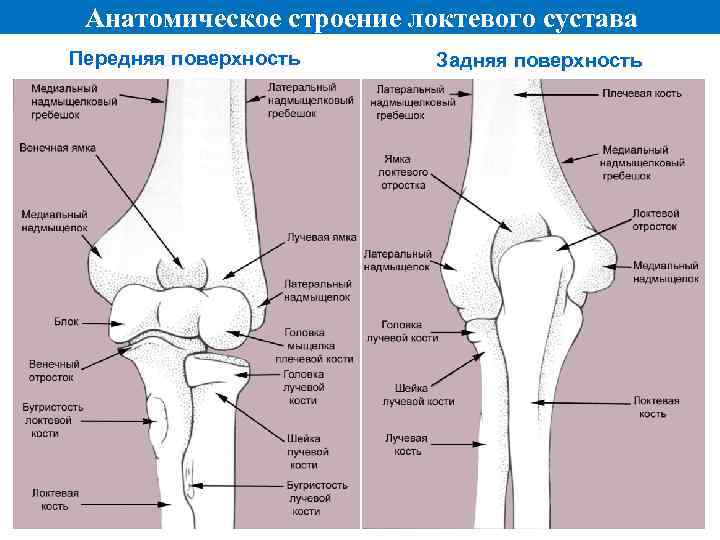 Анатомическое строение локтевого сустава Передняя поверхность Задняя поверхность 