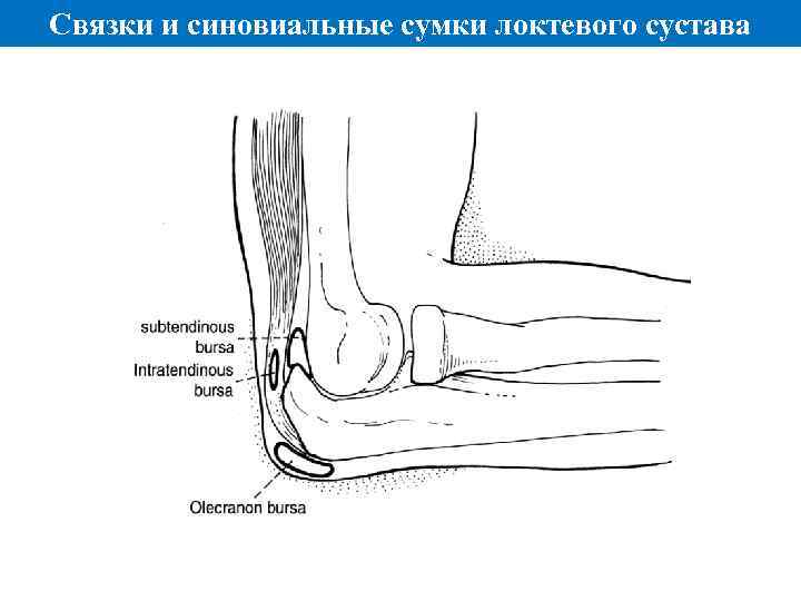 Связки и синовиальные сумки локтевого сустава 