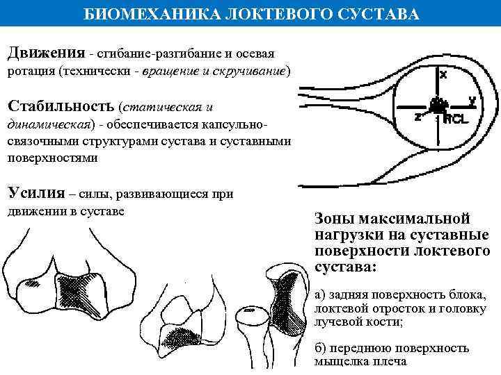 БИОМЕХАНИКА ЛОКТЕВОГО СУСТАВА Движения - сгибание-разгибание и осевая ротация (технически - вращение и скручивание)