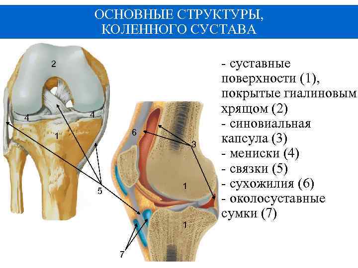 ОСНОВНЫЕ СТРУКТУРЫ, КОЛЕННОГО СУСТАВА 2 4 4 6 1 3 1 5 1 7