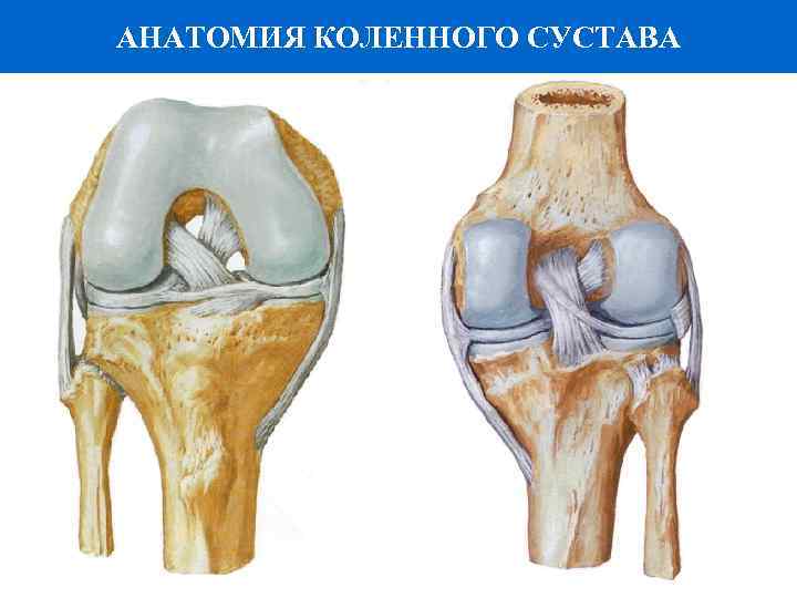 АНАТОМИЯ КОЛЕННОГО СУСТАВА 