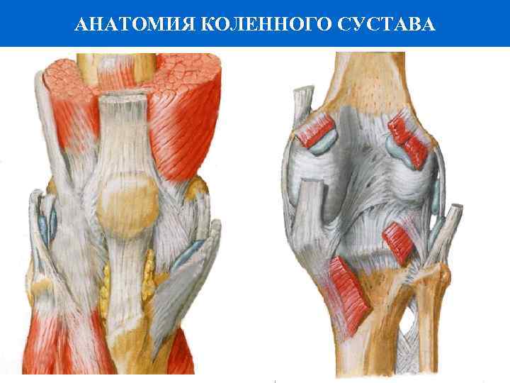 АНАТОМИЯ КОЛЕННОГО СУСТАВА 