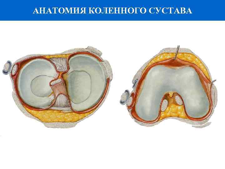 АНАТОМИЯ КОЛЕННОГО СУСТАВА 