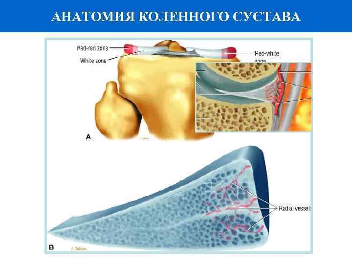 АНАТОМИЯ КОЛЕННОГО СУСТАВА 