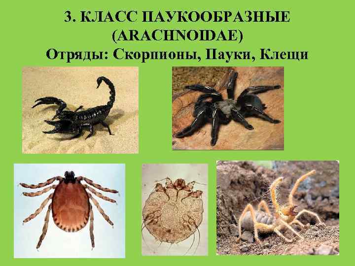 Паукообразные примеры. Паукообразные клещи Членистоногие. Тип Членистоногие. Класс паукообразные отряд пауки. Паукообразные представители 3 класс. Тип Членистоногие класс паукообразные клещи.