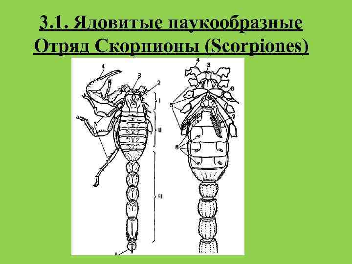 3. 1. Ядовитые паукообразные Отряд Скорпионы (Scorpiones) 