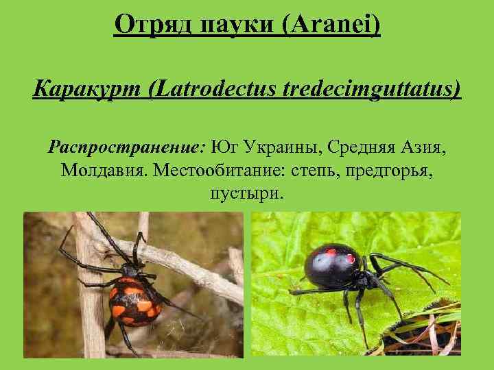 Паук каракурт фото и описание где обитает