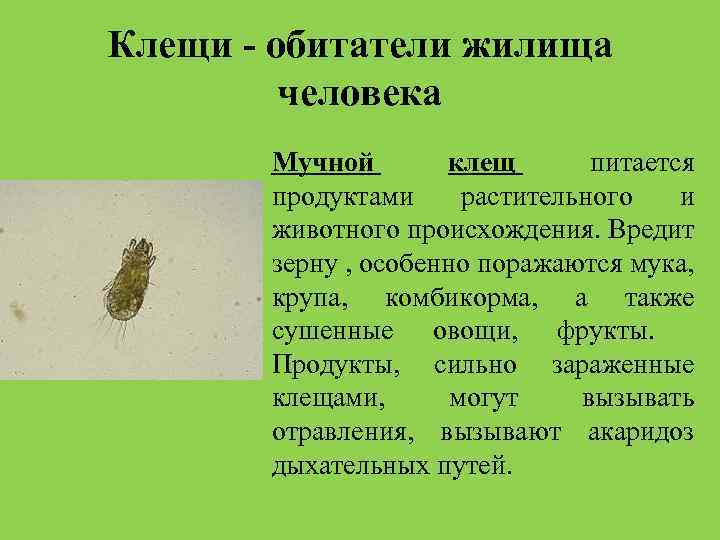 Клещи - обитатели жилища человека Мучной клещ питается продуктами растительного и животного происхождения. Вредит