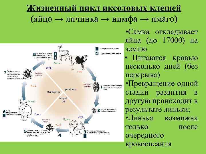 Геон наро фоминск проект