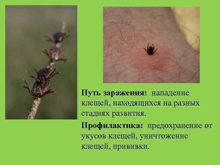 Путь заражения: нападение клещей, находящихся на разных стадиях развития. Профилактика: предохранение от укусов клещей,