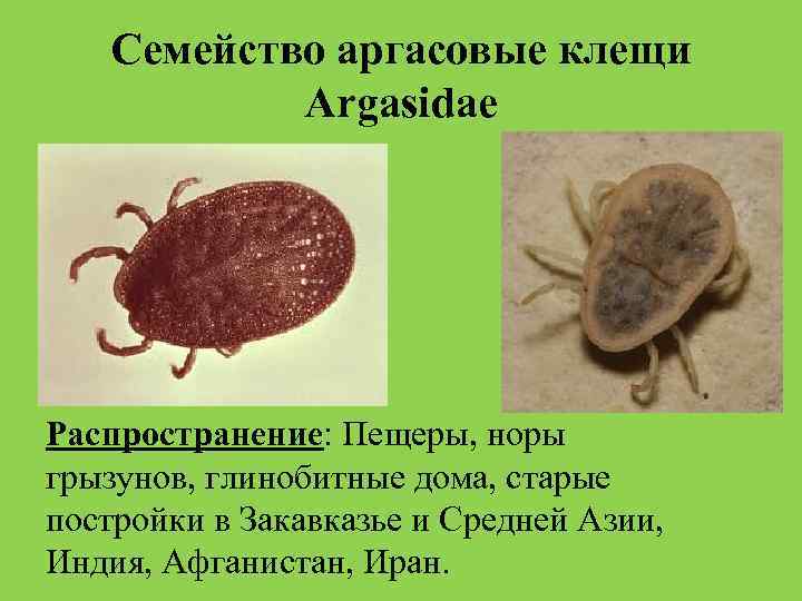 Семейство аргасовые клещи Argasidae Распространение: Пещеры, норы грызунов, глинобитные дома, старые постройки в Закавказье