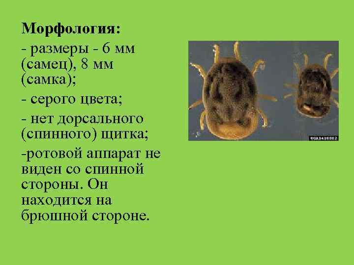 Морфология: - размеры - 6 мм (самец), 8 мм (самка); - серого цвета; -