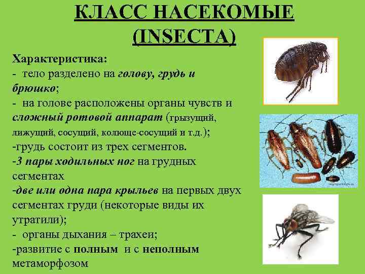 Характеристика насекомых. Общая характеристика насекомых 7 класс биология.