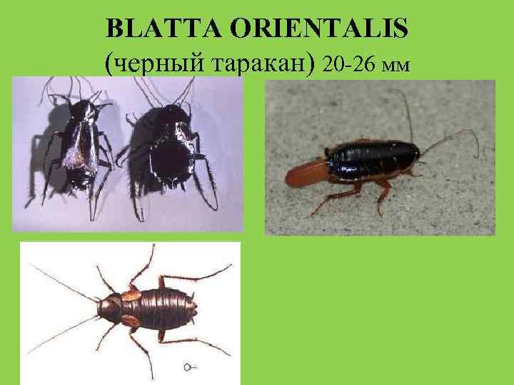 BLATTA ORIENTALIS (черный таракан) 20 -26 мм 