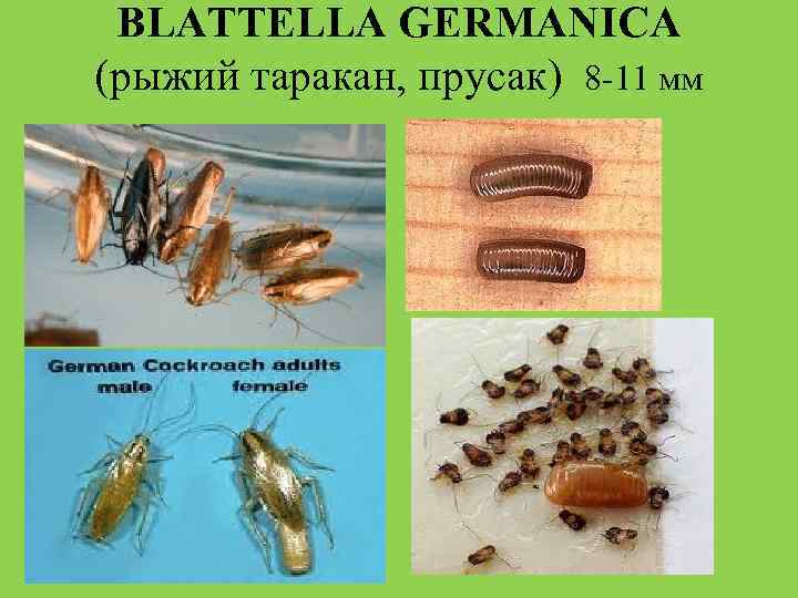 BLATTELLA GERMANICA (рыжий таракан, прусак) 8 -11 мм 